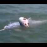 Dolphin Mourns Loss of Baby Calf in New Video