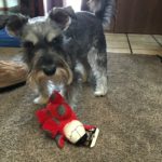Review: Pet Gift Box Is The Perfect Gift For Your Furry Friend