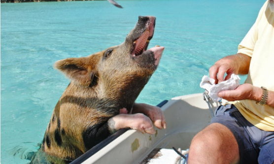 Pigs Found Dead At Famous Bahama’s Pig Beach As Featured On ‘Bachelor’